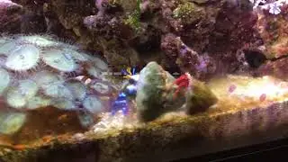 Red Hermit Crab is taking taxi in my Evo Fluval marine tank