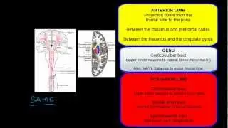 Internal Capsule Anatomy