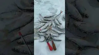 Плотвичка на засолку🤠