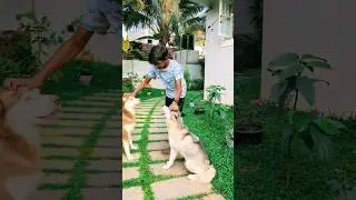 Huskies Are Easy To Train? #husky #siberianhusky #doglover #cutedog #fun #huskytraining #dogtraining
