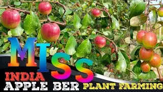 most popular variety in all country miss India Apple ber farming #appleber