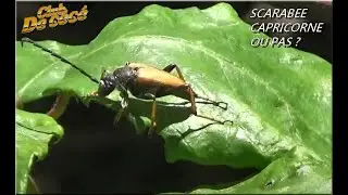 SCARABEE CAPRICORNE OU PAS ?