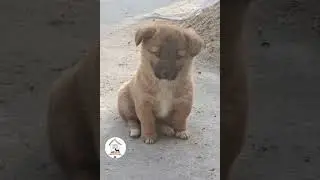 Dog sad #shorts #doglover #funny #saddogs