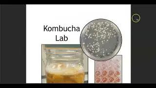 Kombucha Lab_Wk8