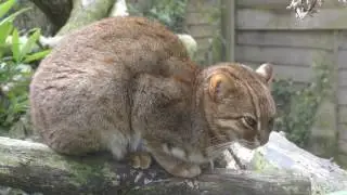 Axe Valley Wildlife Park (14th April 2017)