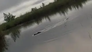 Ominous JetSki Ride - Small Trails and Big Gators!