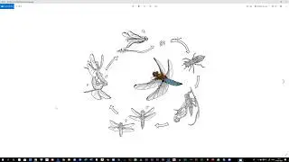 Finishing a drawing of the Libelulla depressa life cycle