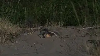 Time lapse recordings of Zakynthos nesting beaches