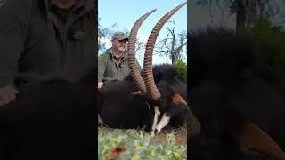 Prince of the Plains 👑 up close and personal. It&rsquo;s not hard to make this Sable look good