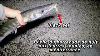 La P&Ecirc;CHE du BARRACUDA aux leurres souples de NUIT+ en bonus une &Eacute;NORME SAUPE! #p&ecirc;che #fishing