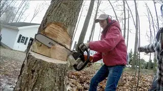 Backyard Tree Removal 2019