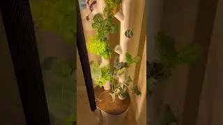 Gardyn Studio plants are thriving! #smarthome #garden