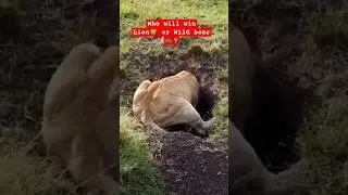 Wildlife : Wild boar 🐗 dragged Lion 🦁 to his burrow | Who will be a winner? #wildlife #animals