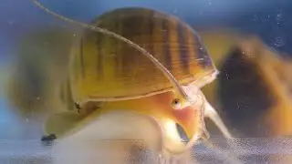 Apple Snails Can Regrow Their EYES?! Science Just Got Wild!