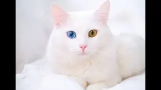 White cat | cute cat | cute white cat | two color eyes cat | 2 rang wali billi