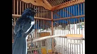 PANCINGAN TERAMPUH UNTUK KACER STRESS DAN BAHAN, 100%kacer bahan gacor dan nyaut