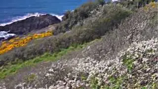 Walking Meditation - Kingsand to Whitsand Bay with Relaxing Music (HD)