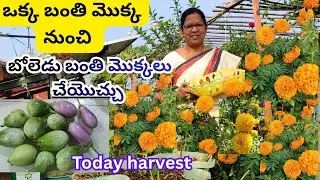ఒక్క బంతి మొక్క నుంచి చాలా బంతి మొక్కలు తయారు చేసుకోవచ్చు😲 ఎలా #వంకాయల హార్వెస్ట్ 