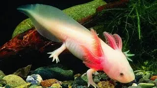 Top 10 Ugliest Animal Creatures