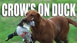 Crow on Ducks