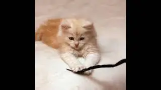 #shorts Cutecat & Kittens #awwanimals #kittens #babycats #kittycat #cutecats