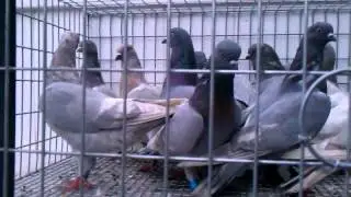 Young white bar Tipplers for sale who's ready!!!!