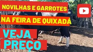 NOVILHAS e GARROTES negociados na Feira de Quixadá, VEJA PREÇO -.#feira #gado #animais