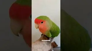 Max the Lovebird's Charming Antics Caught on Camera | Cockatiels Craze 🥰📷🦜 #cockatielscraze