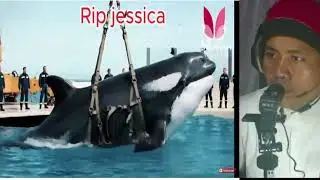 Jessica ស្លាប់ដោយ   dolphin  ខាំ    Orca crying | Goodbye Jessica Radcliffe