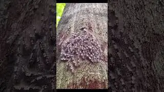 tree insect #biology #science #tree #insects #plants