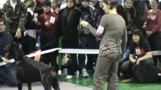 CACIB в Новосибирске 12-13.12.09. Ринг доберманов (24)