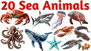 Learn 20 Sea Animal Names for Kids with Pictures