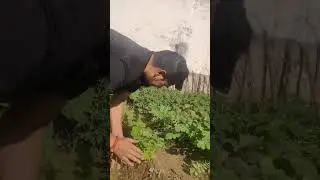 Organic Food 🥕 #organic #food #india #farming #agriculture #health #healing #music #pratapneupane