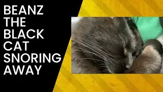 Beanz The Black Cat Sleeping and Snoring 🐈&zwj;⬛ 🐈&zwj;⬛ 🐈&zwj;⬛ (Turn Sound Up)