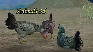 Chicken animation and coloring- 3d Animation -