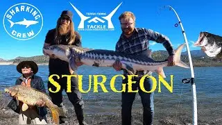 Biggest Fresh Water Catch I've Seen So Far!!! Sturgeon Irvine Lake!!! Terrafirmatackle Wetthatline