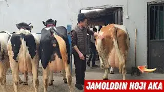 😳 Jamoldin Hoji AKA Uddar Sitli Sigirlar Korib Baxo Bering 