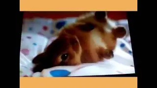 Images de lapin mignon 🐇