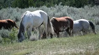 Theodore Roosevelt NP