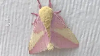 This moth is still here after yesterday :D  ( Rosy maple moth ) ♡︎