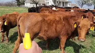 Essential Oils- One tool we use for fly pressure#flyspray #essentialoils