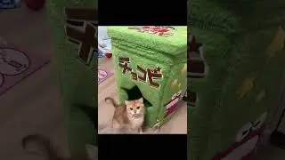 #cat #catbed #petproducts #pets #catdecor #catfurniture #catsaccessories #petbed #cute #animals