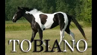 🐎 CABALLO TOBIANO 🐞🐊 Por: Animales Maravillosos