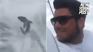 Horrifying footage shows shark being dragged behind boat | New York Post
