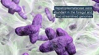 Some gut bacteria do more than feed the deep-sea shrimp Rimicaris exoculata