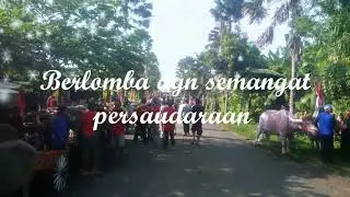 Buffalo race at Jembrana Bali.