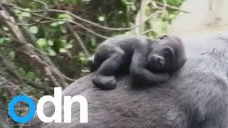 CUTE: Newborn gorilla babies make their debut at New York's Bronx Zoo