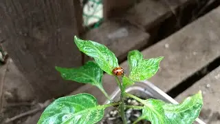 Ladybugs For Aphid Control // WORKS LIKE A CHARM!
