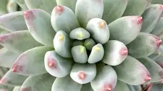 Sukulent Eceverya pachyphytum hookeri bakımı ve bebekler 🌱🌼