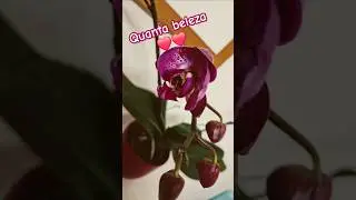 Phalaenopsis ❤️ #song #audio #sad #business#orchid#orquidias#orchidaceae#plants#speedsong#agro #love